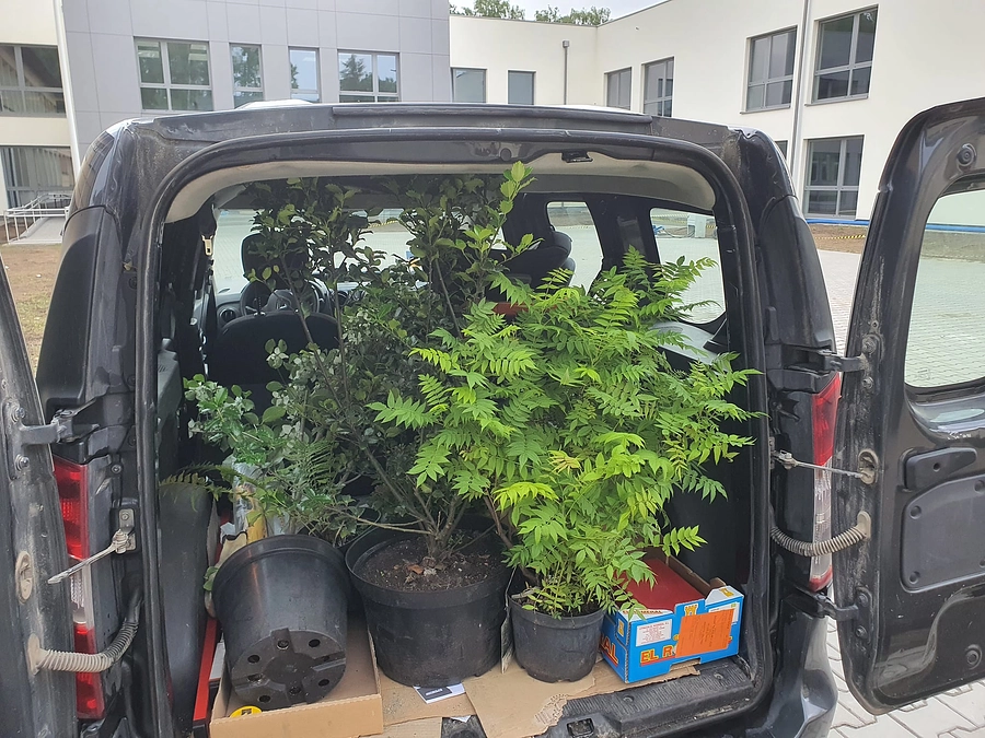 日本庭園造り　８日目