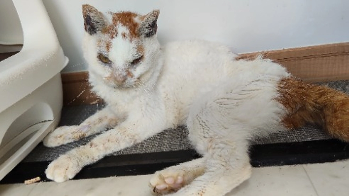 白三君のお知らせ