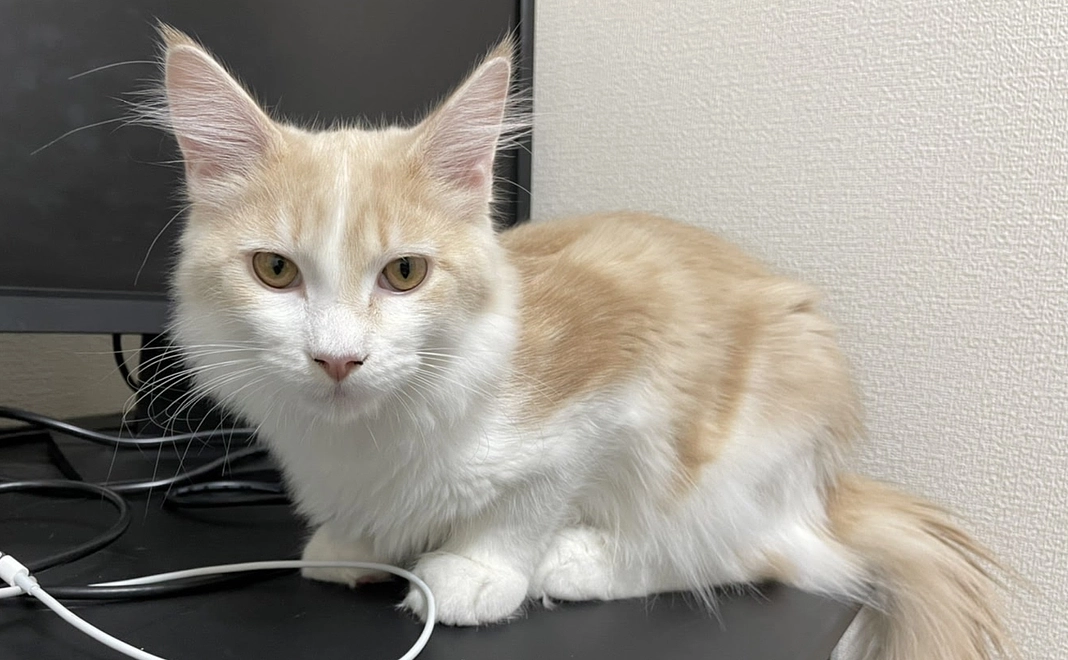 ご支援よろしくお願いいたします!感謝のメールをお送りいたします。