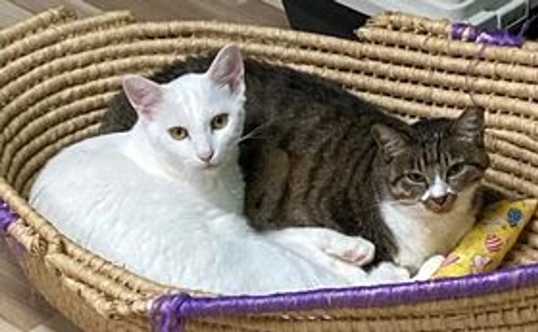 リターン御不要な方向け:お気軽応援 1口 3千円ごとコース