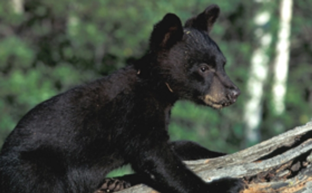 小熊見守りコース