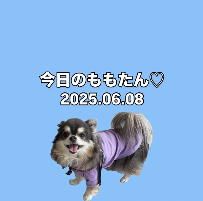 今日のももたん♡2025.06.08