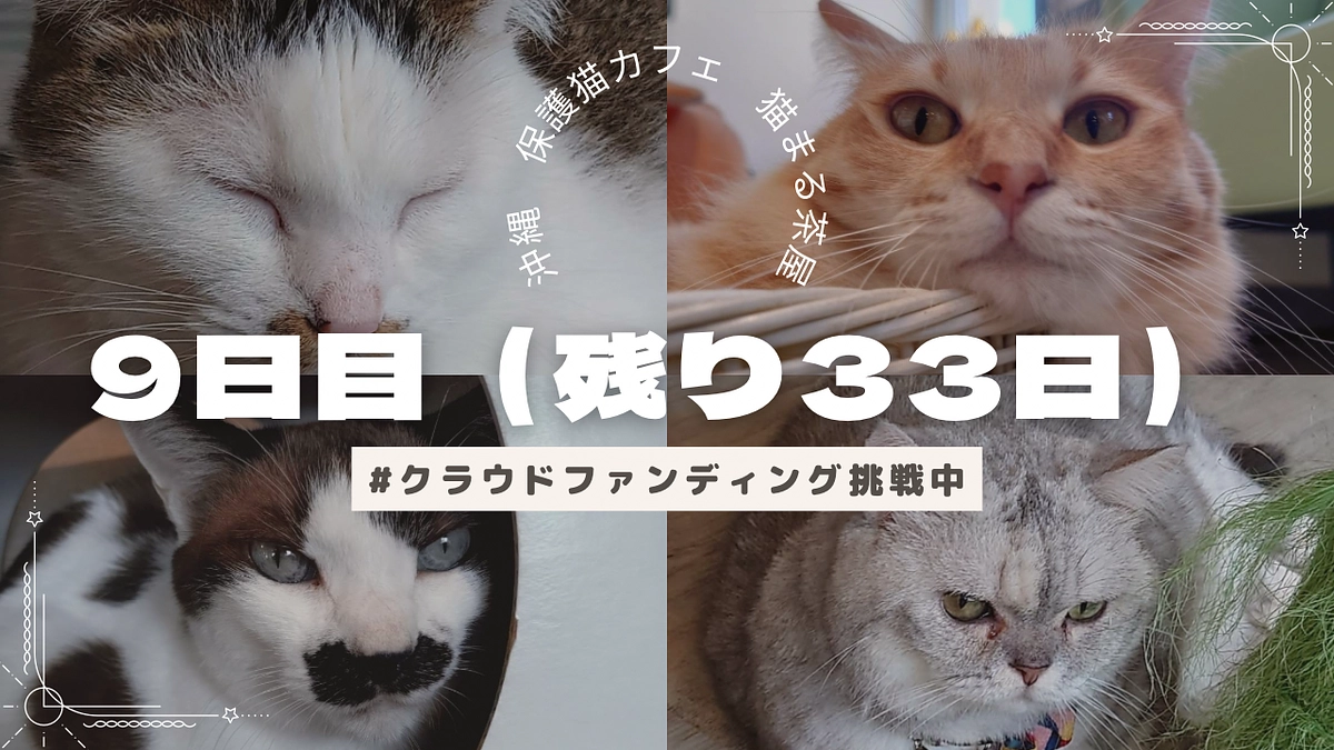 ９日目　あなたと猫まる茶屋の出会いはどこから？