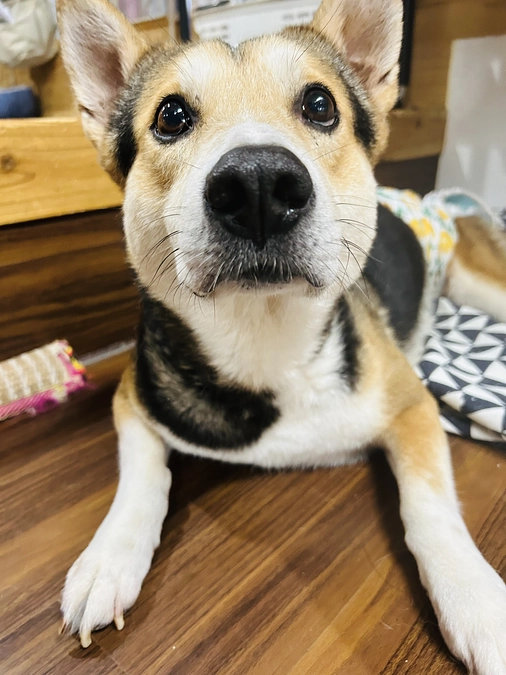 9月に老犬看取りシェルター開設予定です。