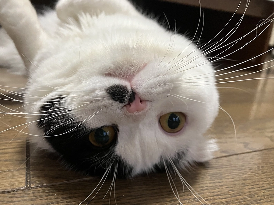 クラウドファンディング最終日