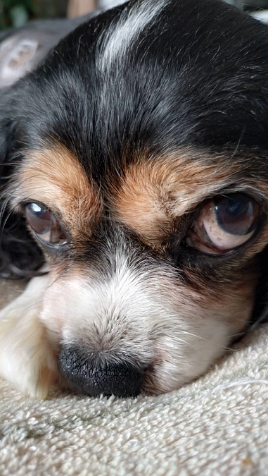 10月28日〜11月3日までのハニーの様子