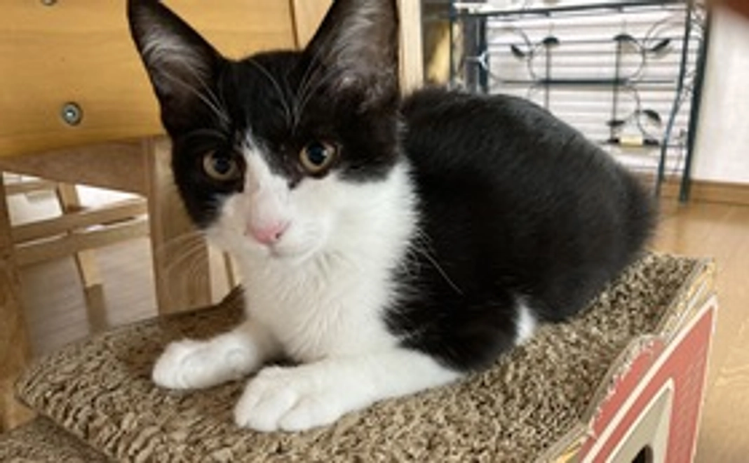 タム全力応援コース2（リターン不要の方へ）