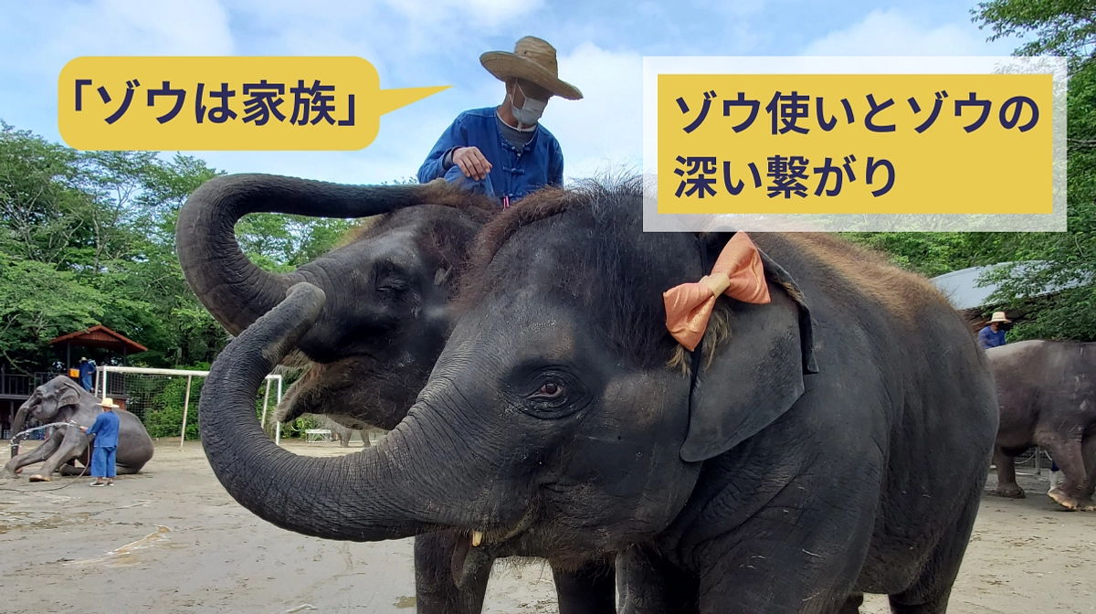 「ゾウは家族」ぞう使いとゾウの深い絆
