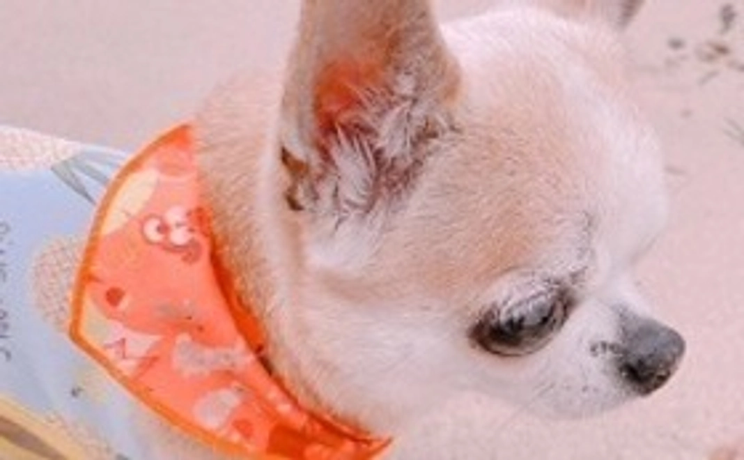 お気持ちサポーター