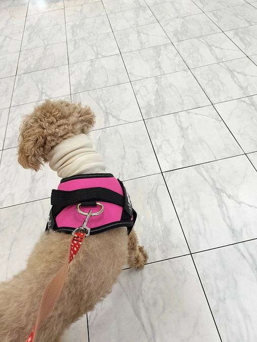 ももへのご支援本当にありがとうございました。