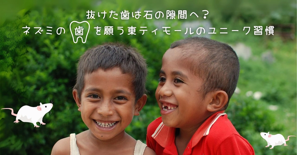 【シェア東ティモール通信11】抜けた歯は石の隙間へ？ネズミの歯を願う東ティモールのユニーク習慣