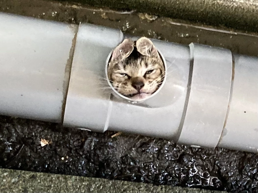 雨水管から救出された子猫たち