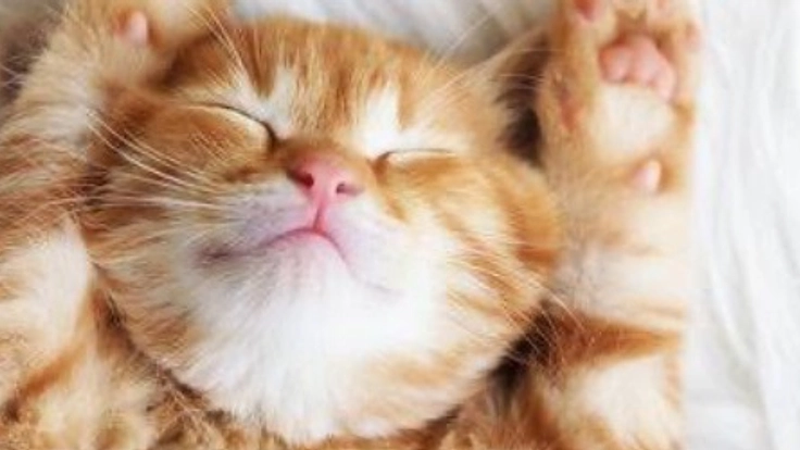 置き去り0を目指す社会実験！シェアハウス「のほほん家族」