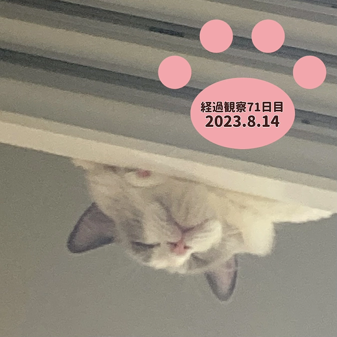 経過観察71日目(2023.8.14)