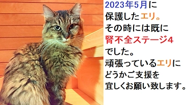 腎不全ステージ４で頑張っているエリにご支援をお願い致します。 のトップ画像