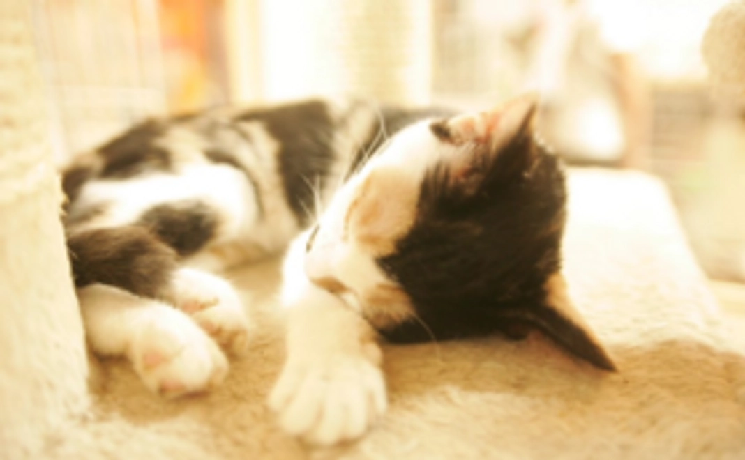 くすのきの活動をお気軽応援コース