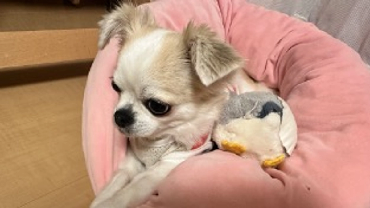 【残り56日】1年ぶりの喜びかたをする毎日