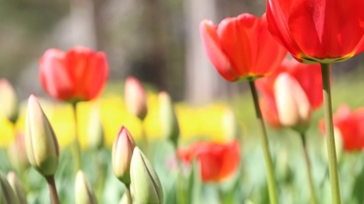 復興からまちづくりへ！仙台の公園を美しい花でいっぱいに