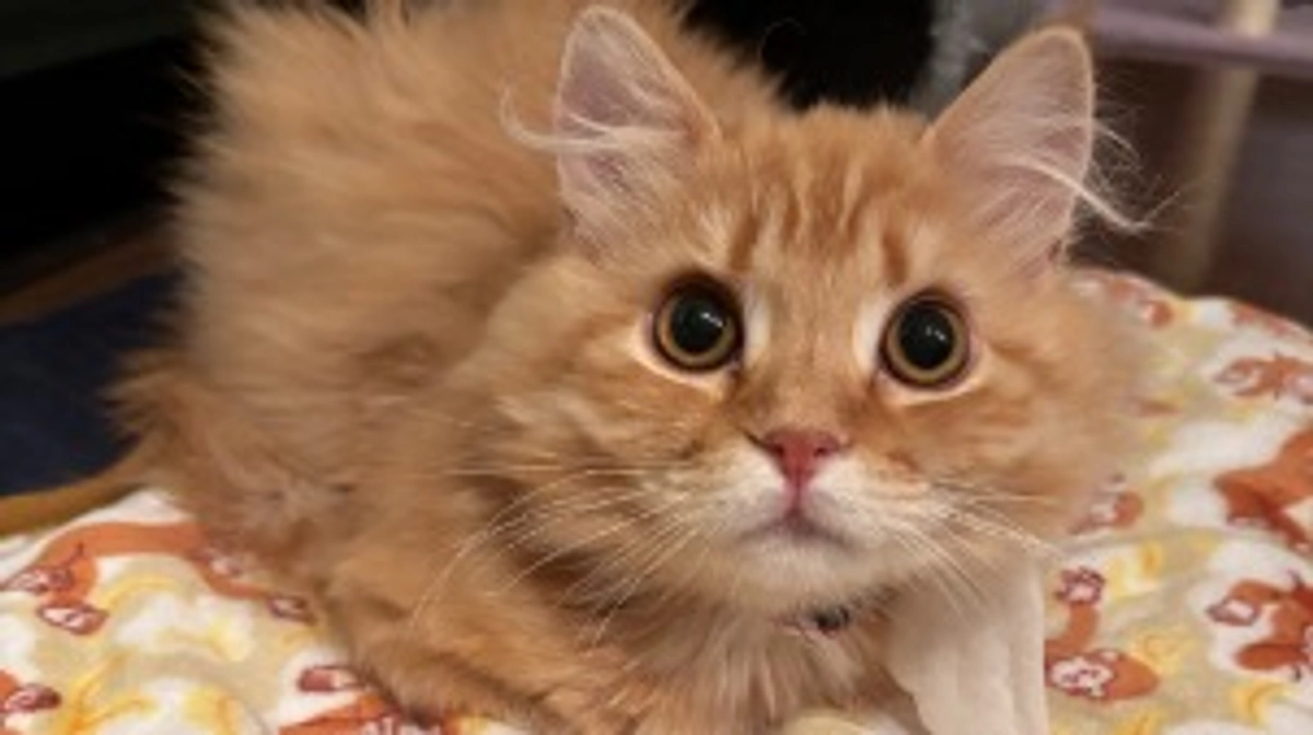 ありがとうございます