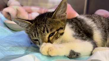 生後2ヶ月で交通事故に遭い顎を骨折した仔猫（しおくん）を助けたい！ のトップ画像