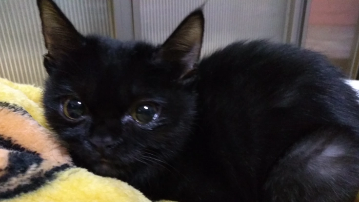 苦痛なく食事をさせてあげたい！仔猫に口蓋裂の手術を。