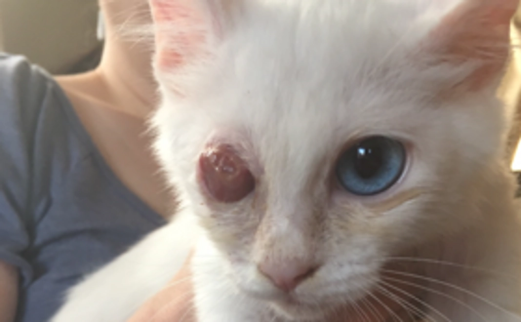 ミルクちゃん支援コース