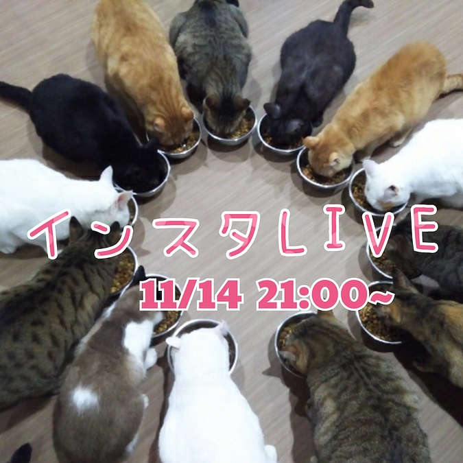 シェルターからインスタLIVEやります！