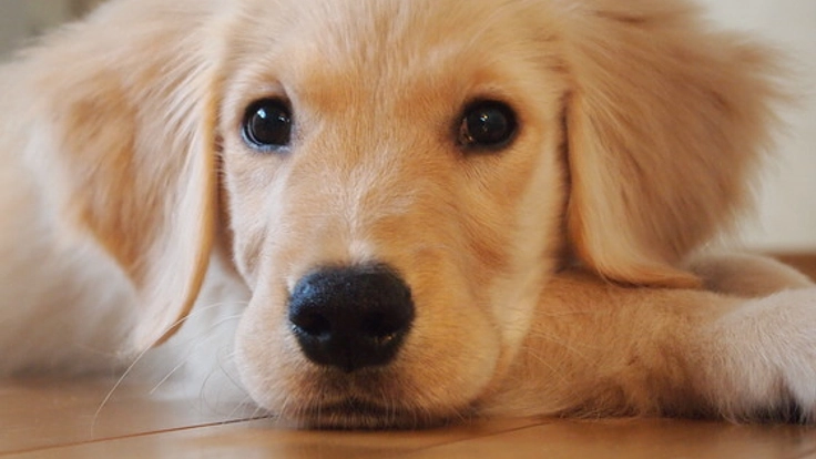 保護犬・猫が新しい飼い主と出会える新しい仕組みをつくりたい！