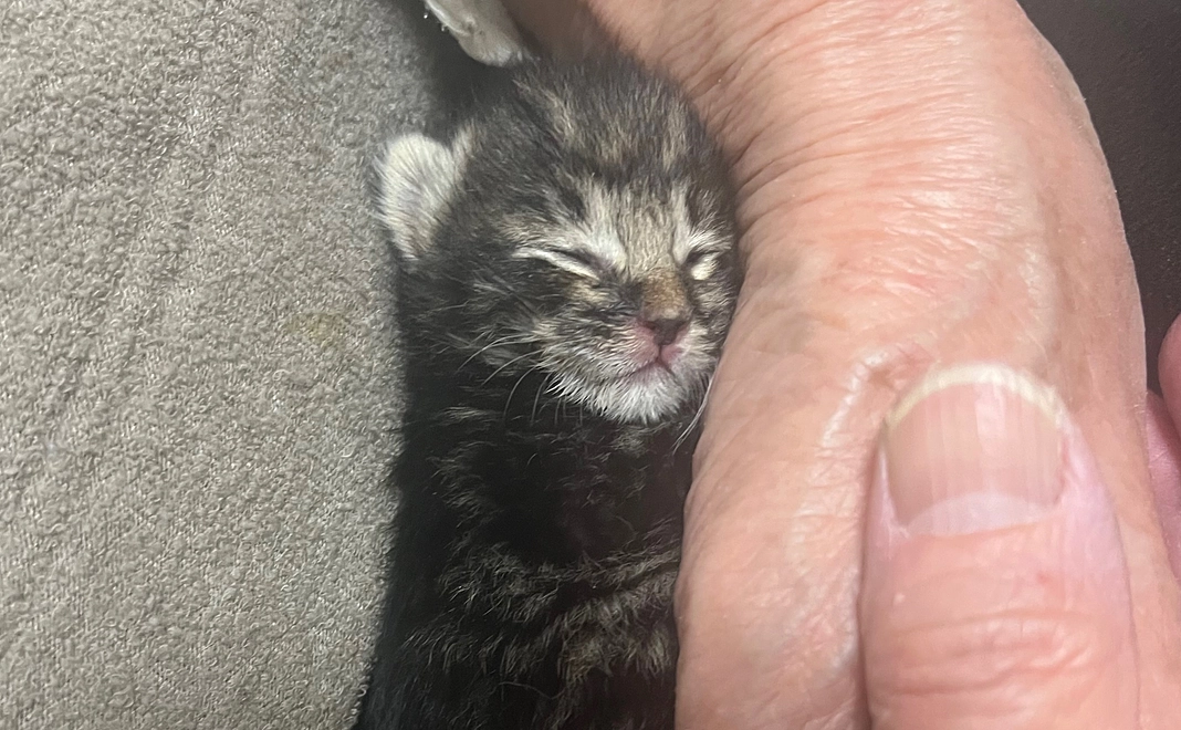 感謝のメール(返礼品無)🐈‍⬛