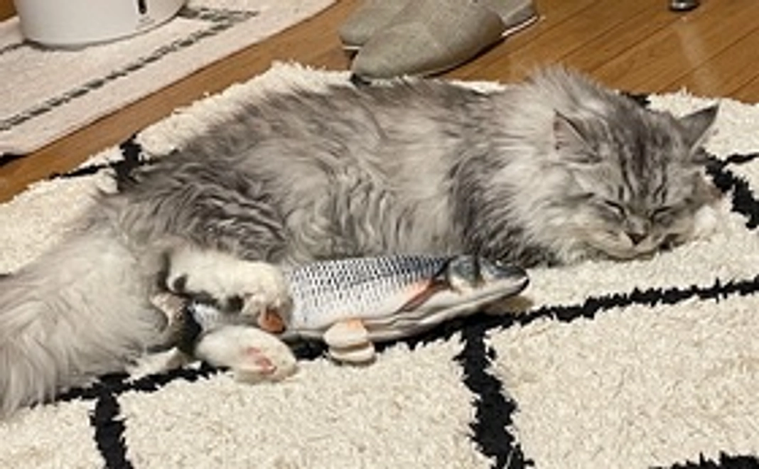 ぴのの応援500円(リターン不要)