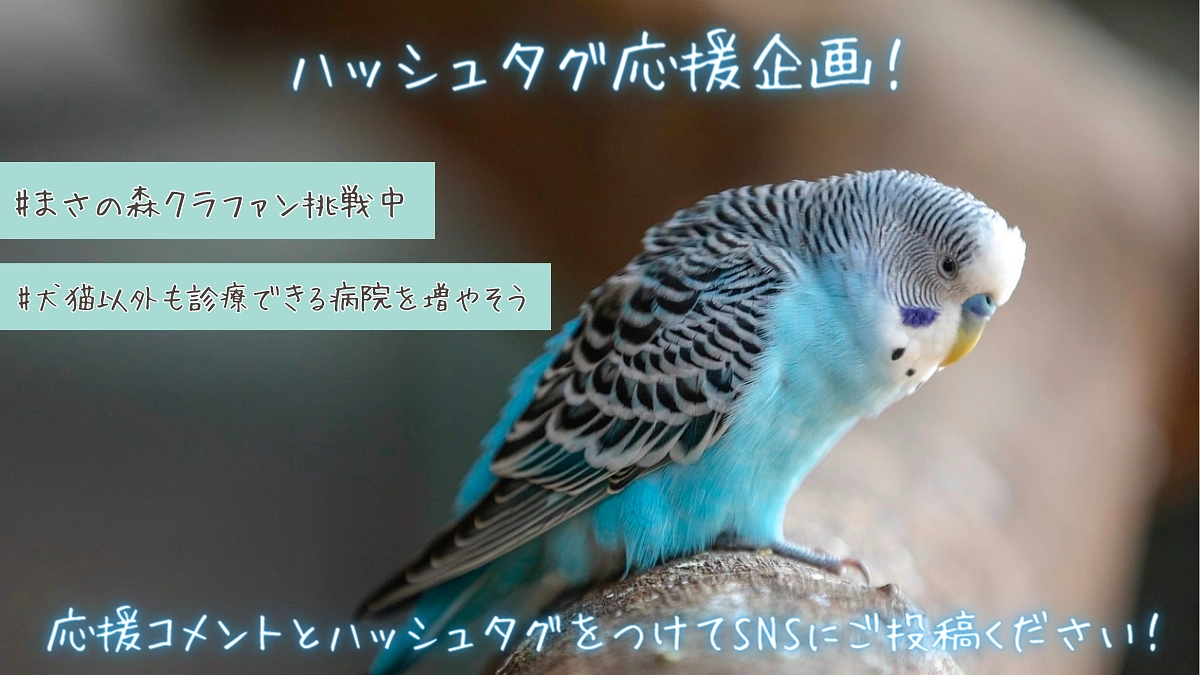 【拡散希望】ハッシュタグ企画を始動！#まさの森クラファン挑戦中 #犬猫以外も診療できる病院を増やそう