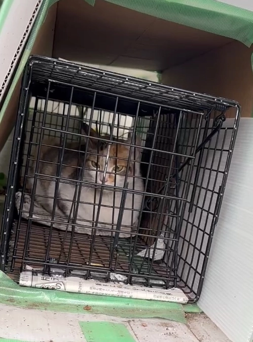 最後の仔を保護できました！