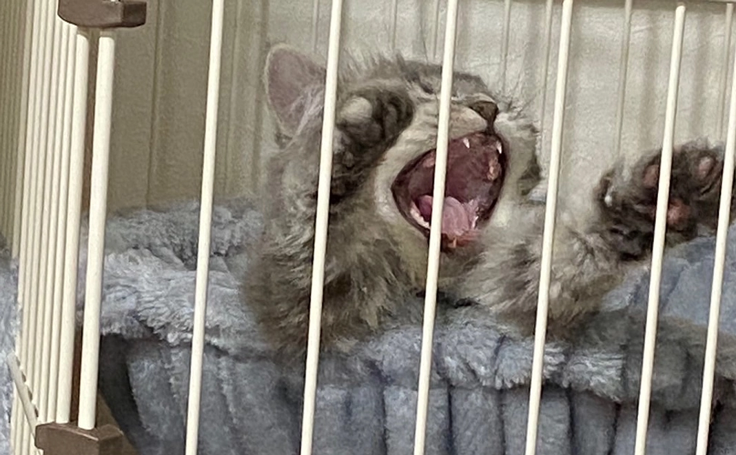 むぎ支援①リターン不要