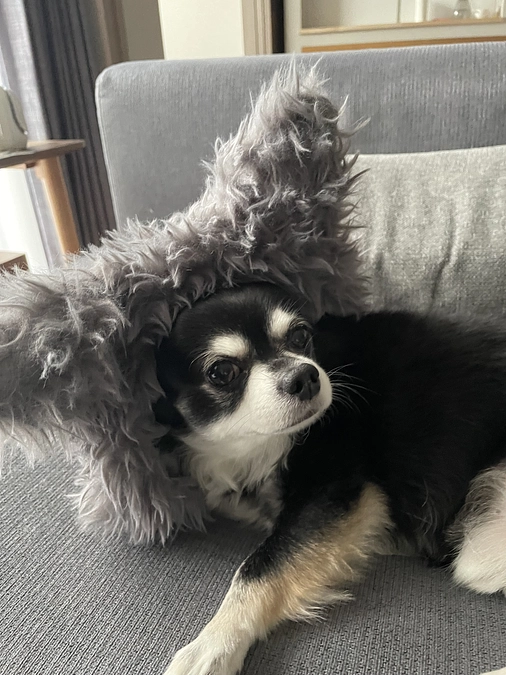 まめ９歳になりました