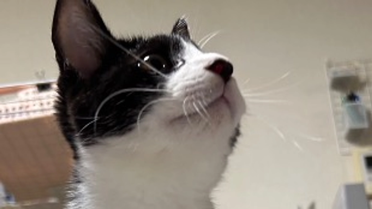 10月29日 〜 リハビリ経過報告④ 〜保護から68日目