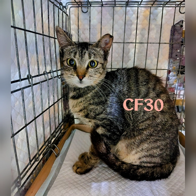 CF２７～３０TNR終了しました