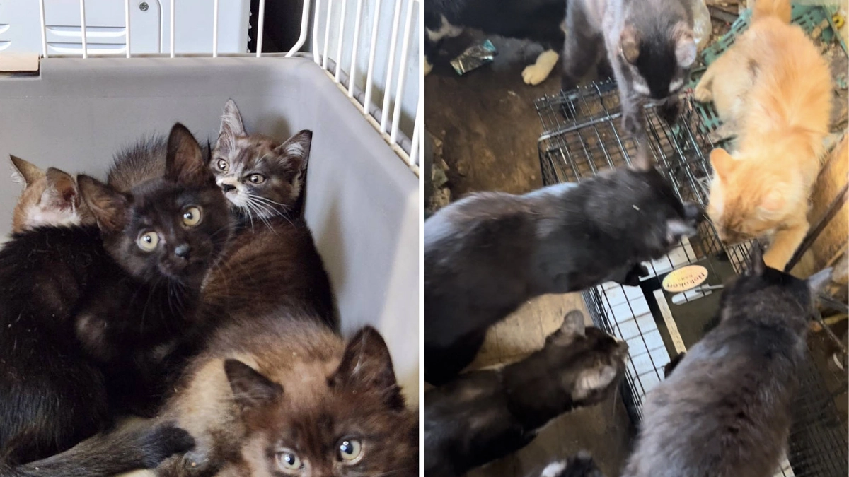 【寄付使途レポート】全頭保護まで3年。「スムーズに進む案件はごくわずか」と語る多頭飼育崩壊の背景とは