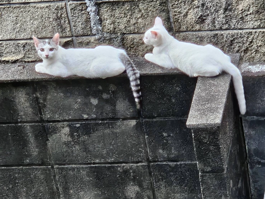 保護の相談とTNRのこと