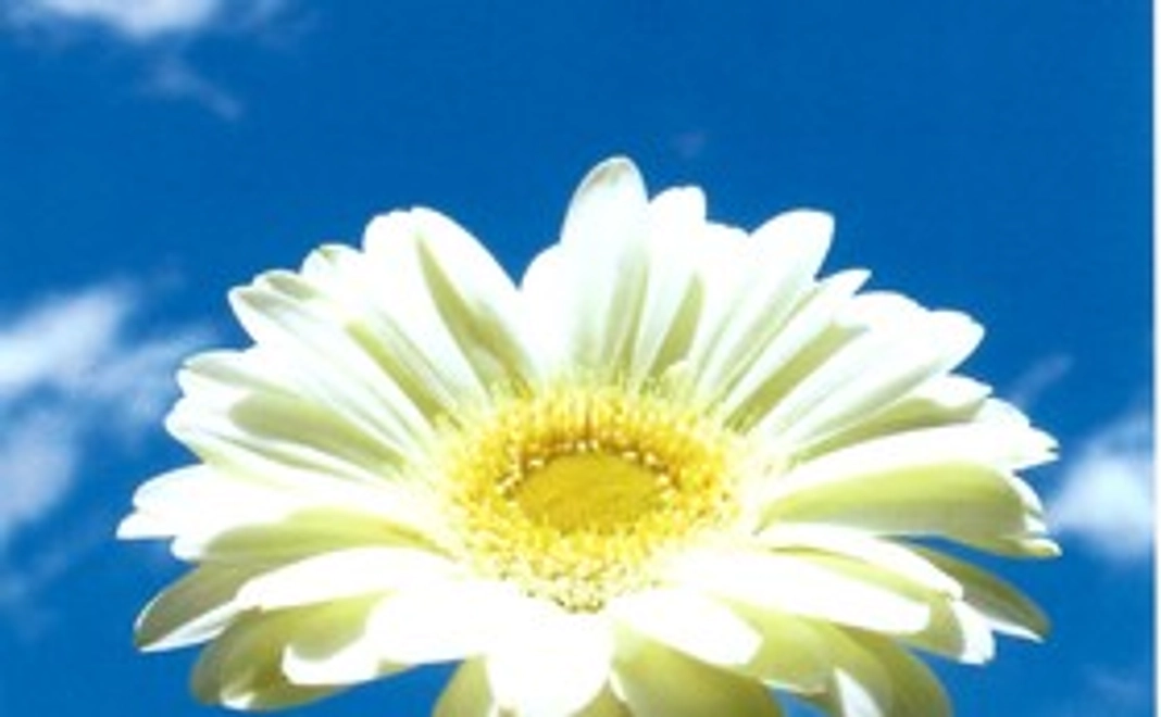 【数量限定20個！】コンサートS席ご招待券1枚