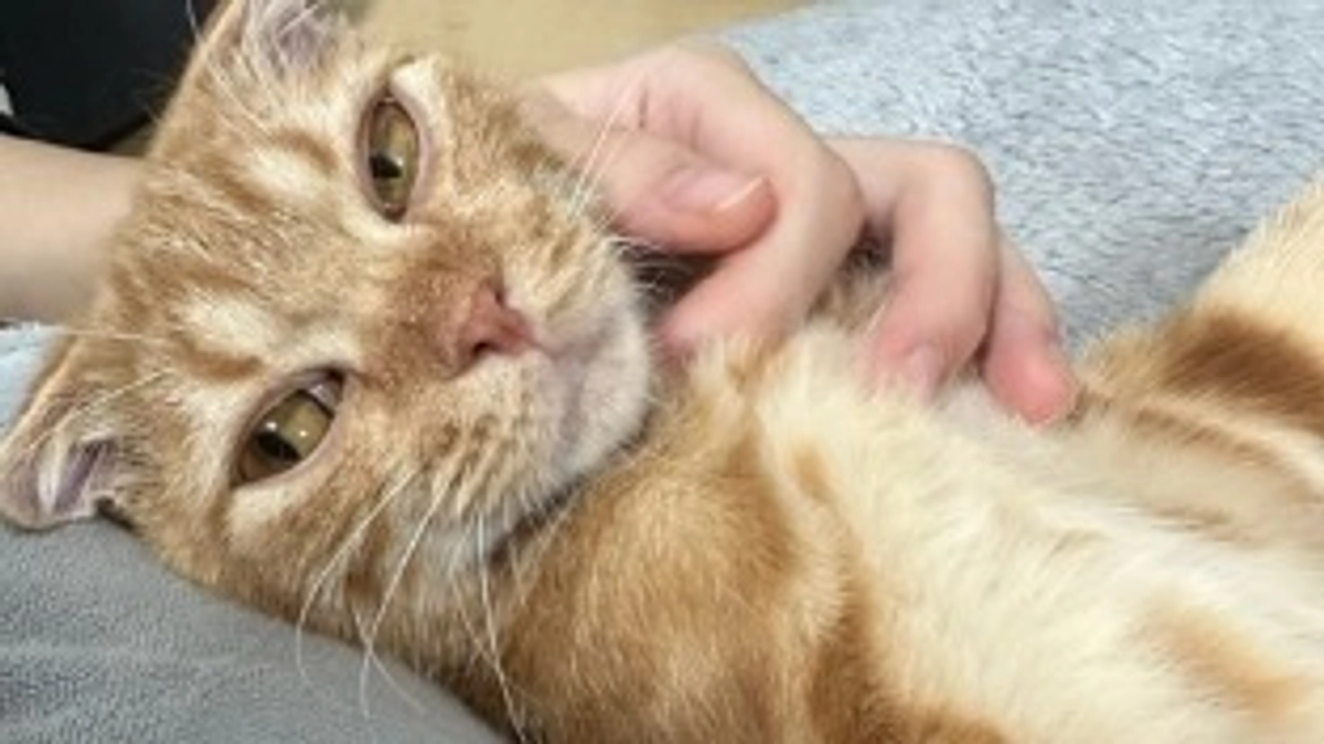 可愛すぎるふう