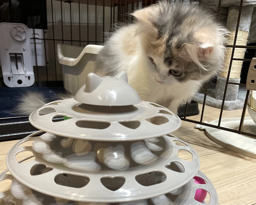 投薬治療 残り７日　〜８４日間の闘い〜