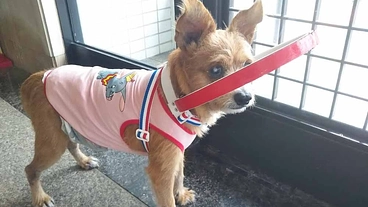 歩けるのがうれしい失明犬の光ドッグバンパー製作費の継続支援をぜひ！ のトップ画像