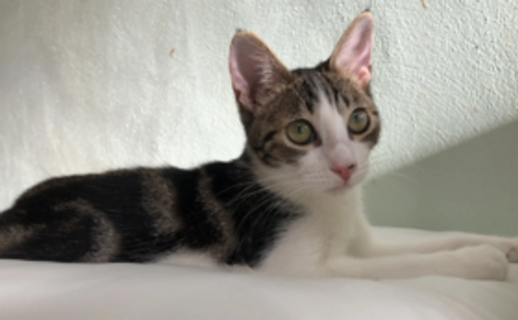 全力応援コース（猫ちゃん1匹の手術代）5000円