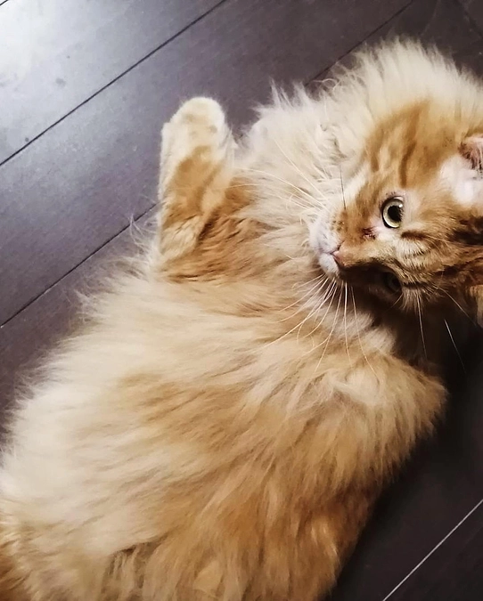 定期検診に行ってきました