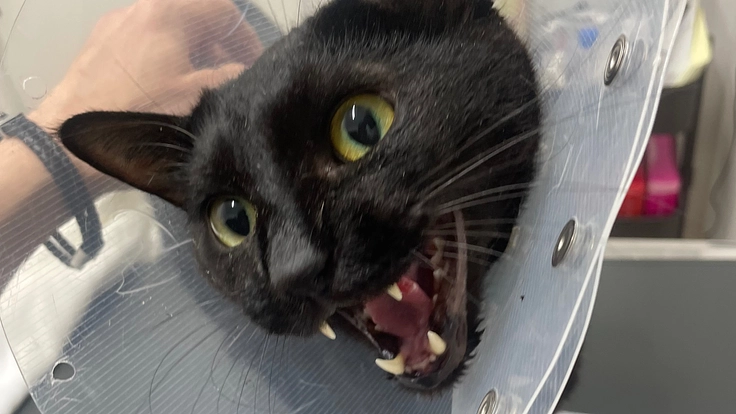 黒猫ビビちゃんに治療を出来る未来を下さい