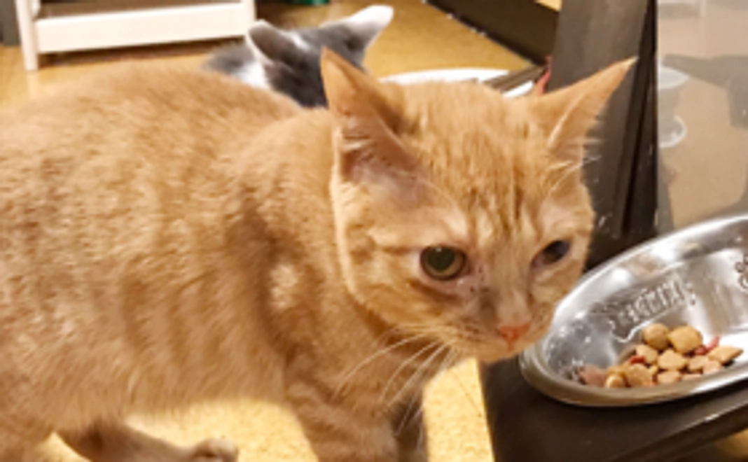 ぜんぶ応援コース：1,000円