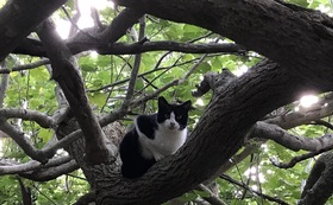 石垣島の猫たちへの応援コース5000