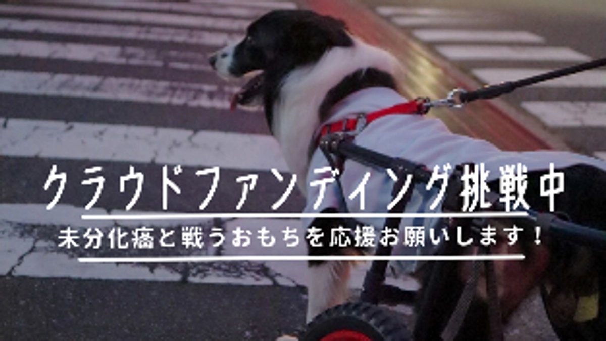 公開できました