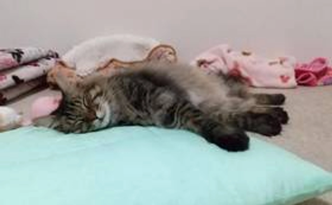 ポストカード、可愛い写真、お礼メール