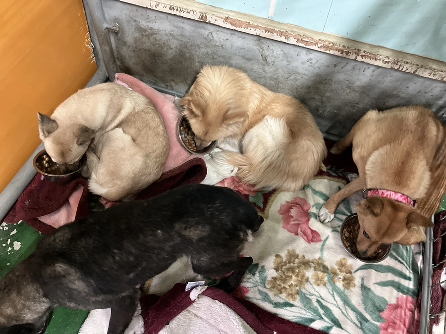 残り19日｜ただ野犬を減らすためだけの行政の野犬保護。不幸な子たちに私たちができること